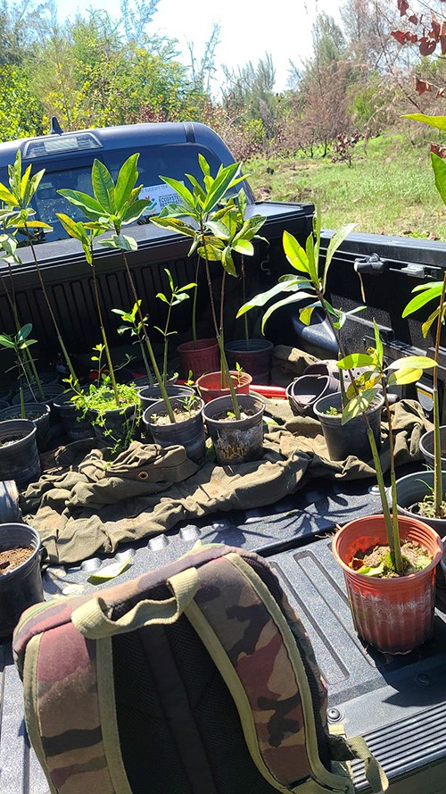 Red-mangroves-ready-to-be-planted.-Courtesy-of-Robert-Mayer